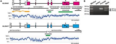 Of Humans and Gerbils— Independent Diversification of Neuroligin-4 Into X- and Y-Specific Genes in Primates and Rodents